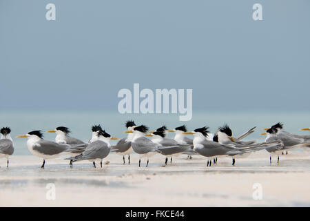 A flock of crested terns (Sterna bergii) on the sand bar of Bird Islet Tubbataha Reefs Stock Photo