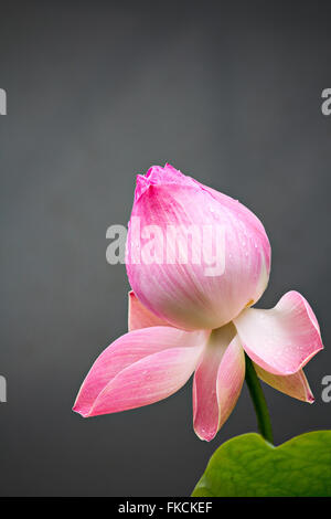 Beautiful pink lotus water lily in pond Stock Photo - Alamy