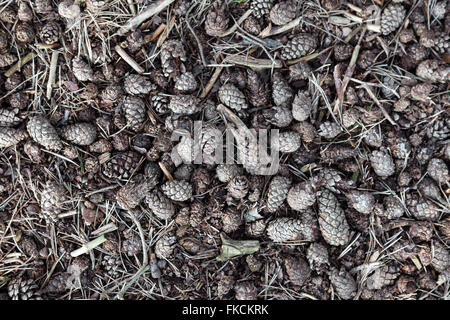 pattern formed by pine nuts and small pieces of branch on forest floor Stock Photo