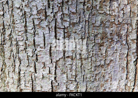 abstract pattern of bark on tilia cordata or small leaved linden Stock Photo