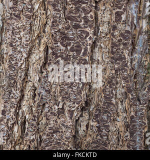 abstract pattern of bark of older spruce tree Stock Photo
