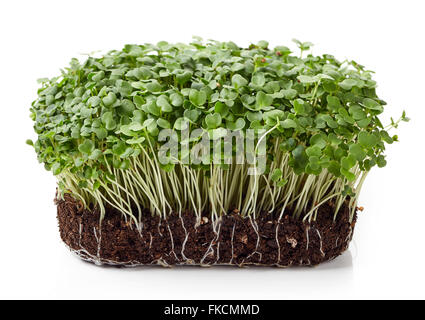 Fresh arugula sprouts isolated on white background Stock Photo