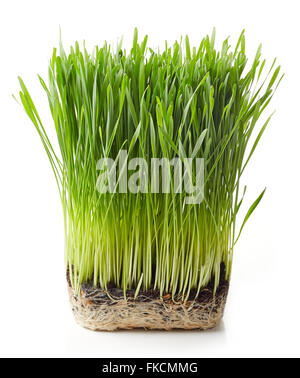 Young wheat grass isolated on white background Stock Photo