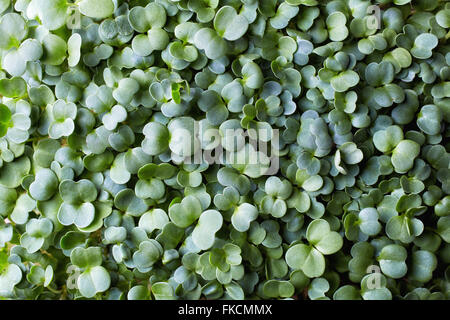 Fresh arugula sprouts, top view, close up Stock Photo