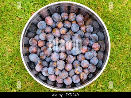 Damsons in bowl Stock Photo