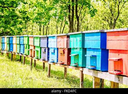 Row of colorful wooden beehives with trees in the background. Stock Photo