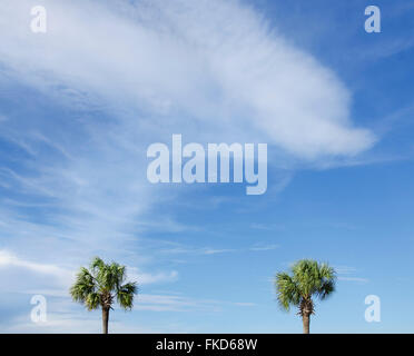 Palm trees against cloudy sky Stock Photo