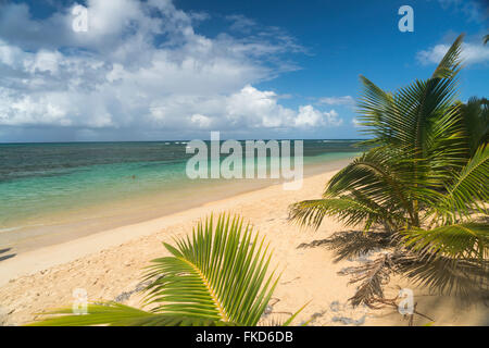 palm fringed beach in Las Terrenas, Samana peninsula,  Dominican Republic, Carribean, America, Stock Photo