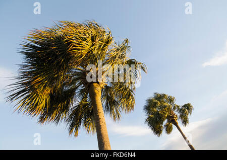 Palm trees against cloudy sky Stock Photo