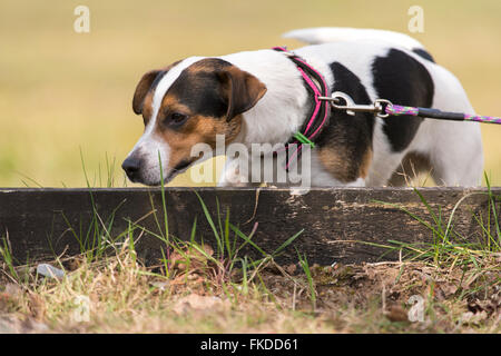 Jack Russell Terrier Sniffing Stock Photo