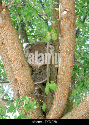 Koala (Phascolarctos cinereus) sleeping on tree Stock Photo