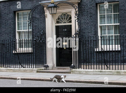 Larry the Downing street cat,Chief Mouser to the Cabinet Office. Larry is a brown and white tabby,at the door of Number 10 Stock Photo