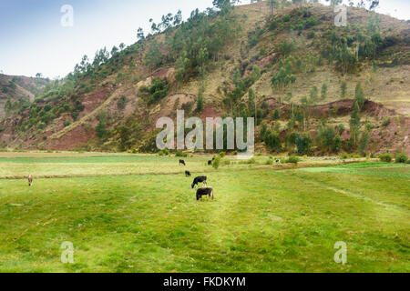 Cows grazing in field with mountain in background, Cusco, Peru Stock Photo