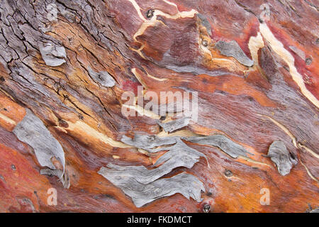 textures of bark in the Murchison River gorge at Ross Graham, Kalbarri National Park, Western Australia Stock Photo