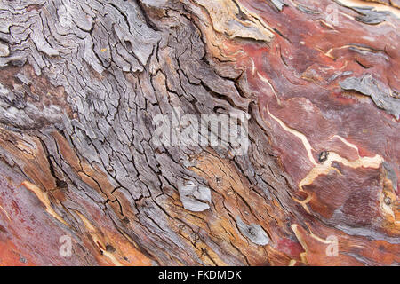 textures of bark in the Murchison River gorge at Ross Graham, Kalbarri National Park, Western Australia Stock Photo
