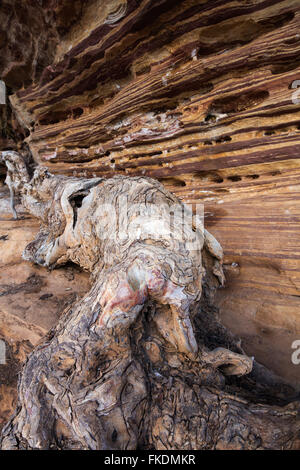a log and layers of rock in the Murchison River gorge at Ross Graham, Kalbarri National Park, Western Australia Stock Photo
