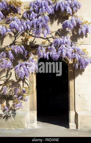 Wisteria vine on archway in Magdalene College, Cambridge England Stock Photo