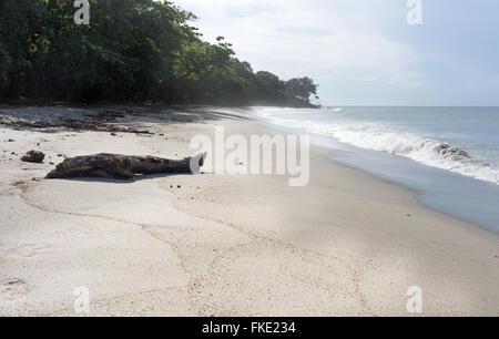 Fish shape driftwood on sandy beach, Trinidad, Trinidad And Tobago Stock Photo