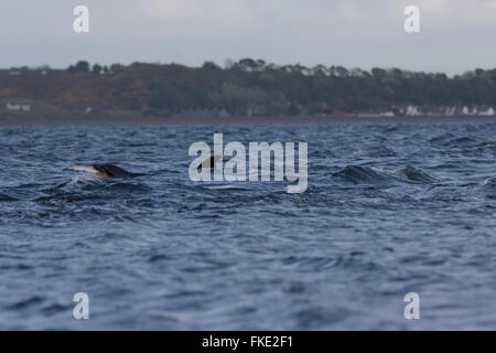 Common bottlenose dolphin (Tursiops truncatus) catching a salmon (salmo salar), Chanonry Point, Scotland
