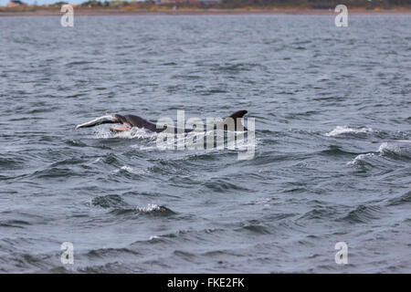 Common bottlenose dolphin (Tursiops truncatus) catching, eating, salmon (salmo salar), Chanonry Point, Scotland