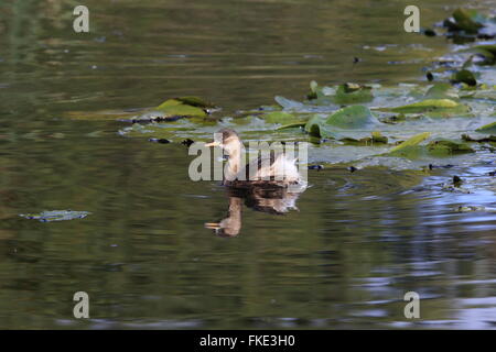 Young Little grebe in pond with Water lily leaves Stock Photo