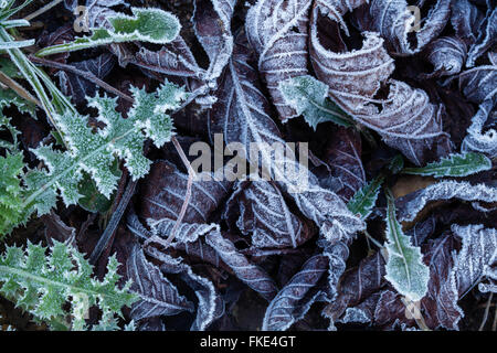 a frosty winter's morning near Milborne Wick, Somerset, England, UK Stock Photo