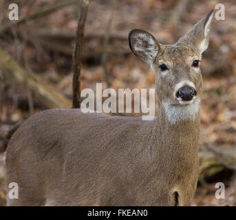 Closeup of the deer in the forest Stock Photo