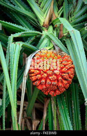 Hala fruit (Pandanus tectorius) in a tree Stock Photo