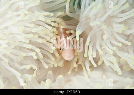 Bleached anemone with a pink anemonefish (Amphiprion perideraion). It may look pretty but this anemone is under heat stress. Stock Photo
