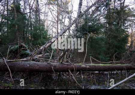 falling trees after a very big and windy storm Stock Photo