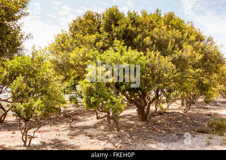 Pistacia Lentiscus tree, also known as the Mastic tree, Chios, Greece Stock Photo