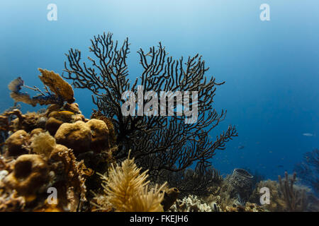 Close up view of marine life varieties of sponges, branching and vase coral on reef in Caribbean Stock Photo