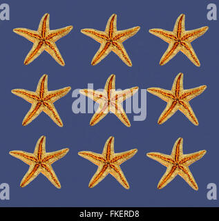 sea stars background texture Stock Photo