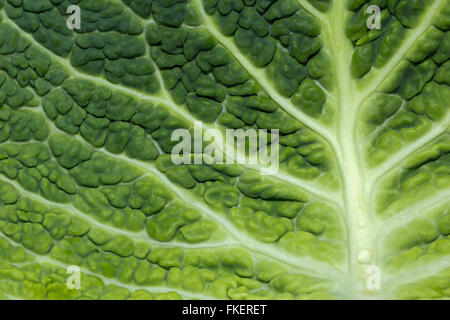 Close up of savoy cabbage leaf (Brassica oleracea) Stock Photo