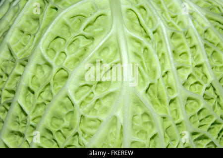 Close up of savoy cabbage leaf (Brassica oleracea) Stock Photo