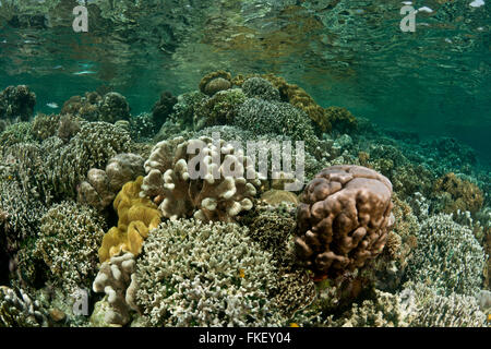 Coral reefs of Bunaken National Park Stock Photo