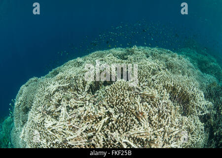 Coral reefs of Bunaken National Park Stock Photo