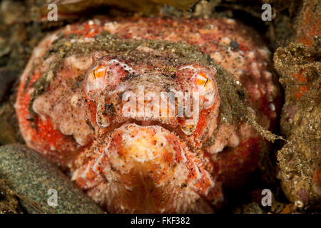 Reptilian snake eel (Brachysomophis henshawi) Stock Photo