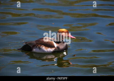 Red-crested pochard (Netta rufina) in the water, Stock Photo