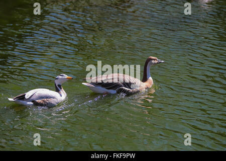 Chinese Goose (Anser cygnoides) Stock Photo