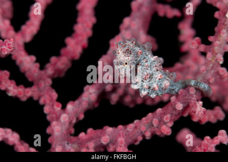 Pygmy seahorse in fancoral (Hippocampus bargibanti). Stock Photo