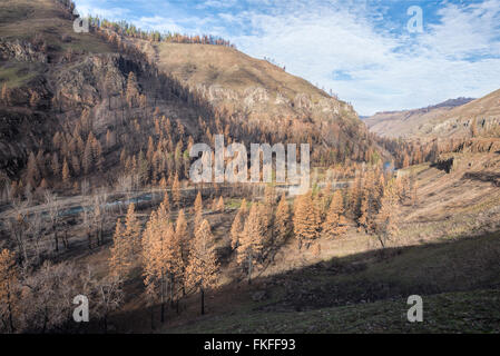 The Wenaha River in Northeast Oregon.  This area burnt in the Grizzly Complex Fire the prior year. Stock Photo