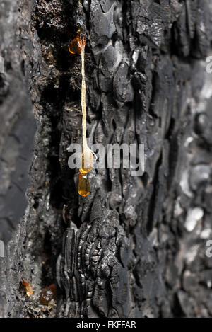 Sap dripping from a Ponderosa pine tree burnt in the 2015 Grizzly Complex Fire in Northeast Oregon. Stock Photo
