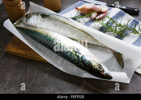 Fresh mackerel fish perfect for barbecue or grill party Stock Photo