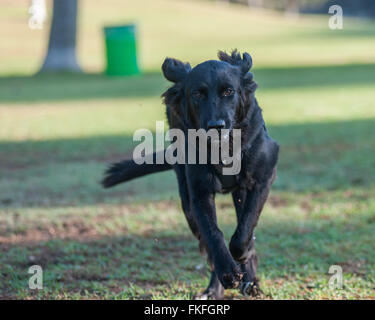 Black Labrador on the run Stock Photo