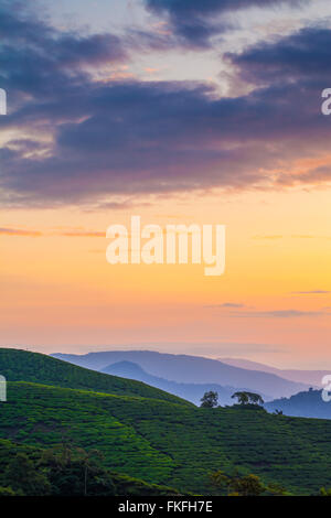 misty morning at cameron highlands , malaysia Stock Photo - Alamy