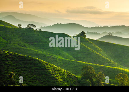 Misty morning at a tea plantation in Sungai Palas, Cameron Highlands, Pahang, Malaysia. Stock Photo