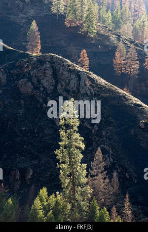 Ponderosa pine trees on the slopes of the Wenaha River canyon in Northeast Oregon..  Most of these trees survived the Grizzly Co Stock Photo