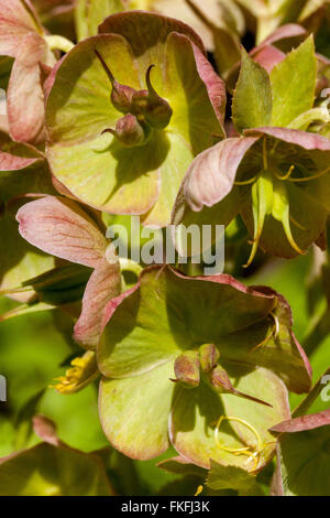 Helleborus x sternii ´ Broughton Beauty ´ Hellebore close up flower Hellebores Stock Photo