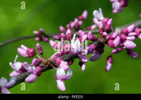 Cercis canadensis, Redbud Stock Photo